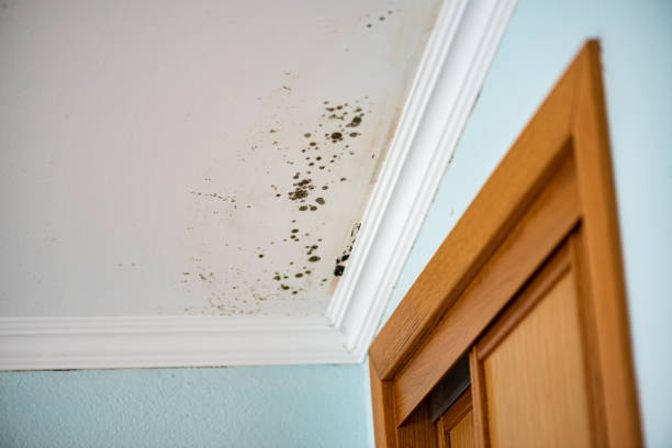 Home Mold Removal in Robersonville, NC